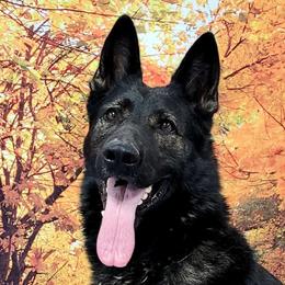 Blitz - German Shepherd