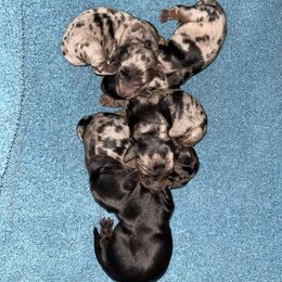 Dachshund Puppies from Parker House Dachshunds