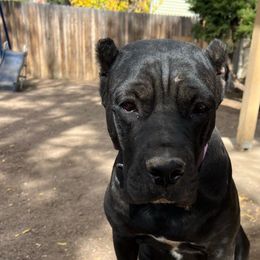Meridian - Cane Corso