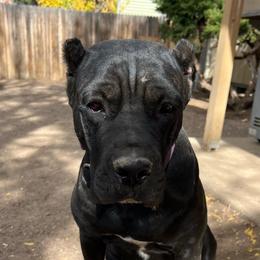 Meridian - Cane Corso