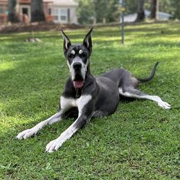Karma - Great Dane