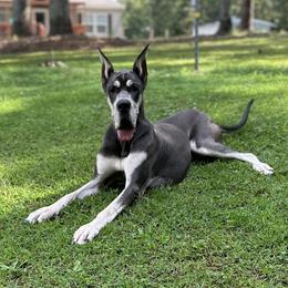 Karma - Great Dane