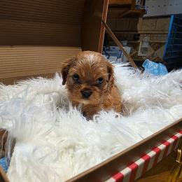 Sleepy - Ruby male Cavalier King Charles Spaniel puppy in West Valley, Utah from Criddle Mountain Cavaliers