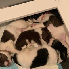 Saint Bernard and Saint Berdoodle Puppies from SeasideSaints