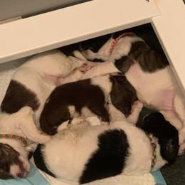 Saint Bernard and Saint Berdoodle Puppies from SeasideSaints
