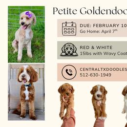 Goldendoodle puppies from Central Texas Doodles, LLC.