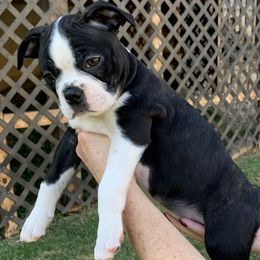 Peoni - Black and white Boston Terrier puppy in Elkview, West Virginia from Almost Heaven Boston Terriers