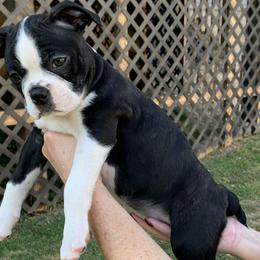 Peoni - Black and white Boston Terrier puppy in Elkview, West Virginia from Almost Heaven Boston Terriers