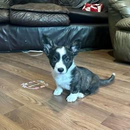 Brindle boy - Brindle and white male Cardigan Welsh Corgi puppy in Clinton, Tennessee from High Hopes Farm