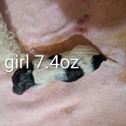 Girl 1 - White black and tan female Wire Fox Terrier puppy in Kannapolis, North Carolina from What the Fox - Wire Fox Terriers