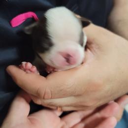 Boston Terrier Puppies from Amanda's Terriers