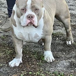 Chavela - American Bully