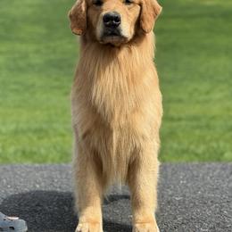 Rebel - Golden Retriever