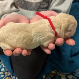 Red Collar - Yellow male Labrador Retriever puppy in Archer Lodge, North Carolina from Archer Lodge Labradors