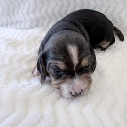 Pocket Beagle Dallas - Black tan and white male Beagle puppy in Gentry, Arkansas from HC Puppy Ranch