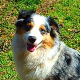 Australian Shepherds from White Bear Farms