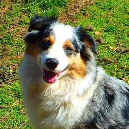 Australian Shepherds from White Bear Farms
