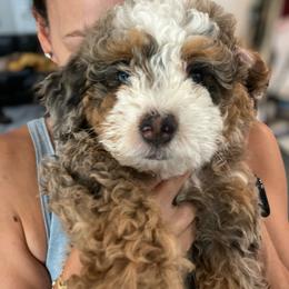 Pink - Blue merle female Bernedoodle puppy in Southampton, Pennsylvania from Pumpkin Patch Doodles