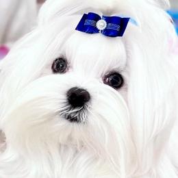 Major - Maltese