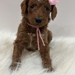 Light Pink Girl - Red  female Goldendoodle puppy in Waskom, Texas from Pearls & Curls doodles & poodles