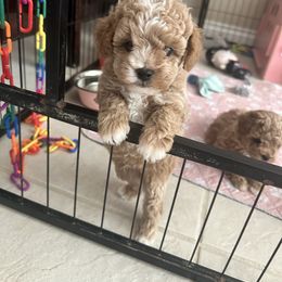 River Now (Lucky) - Apricot male Maltipoo puppy in Victorville, California from Boujeepups
