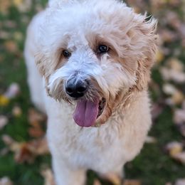 Tanner - Goldendoodle
