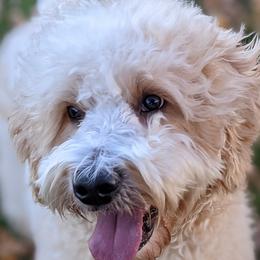 Tanner - Goldendoodle