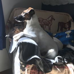 Zendaya - Smooth Fox Terrier