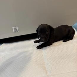 Black widow - Black female Dachshund puppy in Atwater, California from Dachshunds of cali