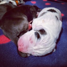 Great Dane Puppies from Dog in Mind Danes