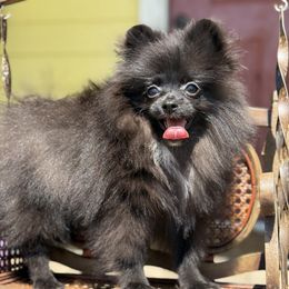 Embers Black boy - Black male Pomeranian puppy in Ector, Texas from BB Pomeranians