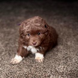 Boy 4 - Brown and white male Aussiedoodle puppy in Junction, Utah from Sugar Doodles