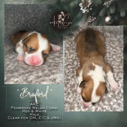 Braford - Red male Pembroke Welsh Corgi puppy in Benton, Arkansas from High Cotton Corgis