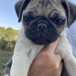 Scooby - Fawn male Pug puppy in Hanover, Virginia from Pure Pugs