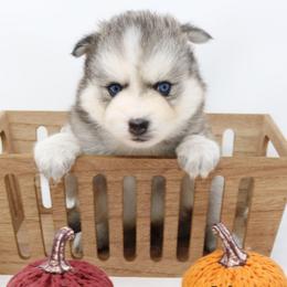 Peter - Wolf sable male Pomsky puppy in Christiana, Tennessee from Smoky Mountain Pomskies