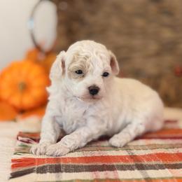 Dolly - Cream female Poodle puppy in Lavonia, Georgia from Peach Blossom Kennels