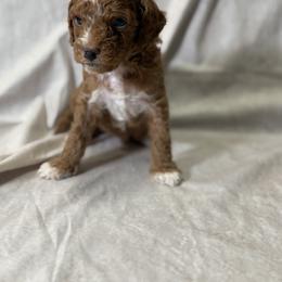 Cockapoo and Goldendoodle Puppies from Jax Doodles
