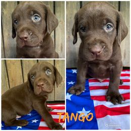 Tango - Chocolate male Labrador Retriever puppy in Hartly, Delaware from Triple Threat Labradors