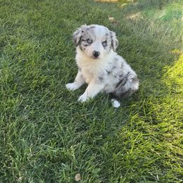 Leonardo - Blue merle male Miniature Australian Shepherd puppy in California from Eagle River Aussies