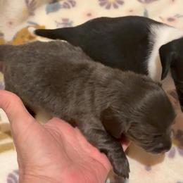 Blue - Blue and cream male Dachshund puppy in Edinburg, Virginia from Hunter Lane Dachshunds
