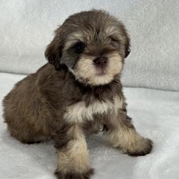 Chloe Male 2 AKC Mega Coat - Liver male Miniature Schnauzer puppy in Pageland, South Carolina from New Haven Farms