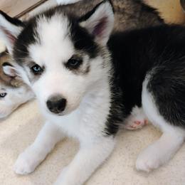Siberian Husky Puppies from I'm not an official breeder just adopting out a pack