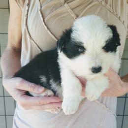 Zack - Black and white male Border Collie puppy in Alabama from Manor Farms Border Collies