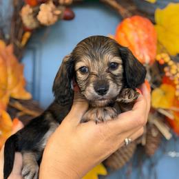 Spice Shaded Cream 3300 - Cream female Dachshund puppy in North Branch, Michigan from Monarch Miniature Dachshunds