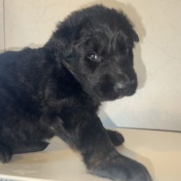 Cooper-No collar - Bi-color male German Shepherd puppy in Winterport, Maine from Vom Stevens Old Fashioned German Shepherds