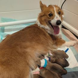 Girl 1 - White and red female Pembroke Welsh Corgi puppy in Milton, Florida from Milton Corgis