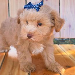 Shakira - Wheaten female Miniature Schnauzer puppy in Texas from Blue Rose's Schnauzers
