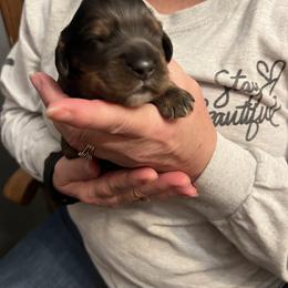 Ben - Black and tan male Cockapoo puppy in Wellington, Kansas from Brian’s Puppies