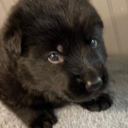 Boy 2 - red collar - Black male German Shepherd puppy in Sharon Grove, Kentucky from Julie’s Shepherds