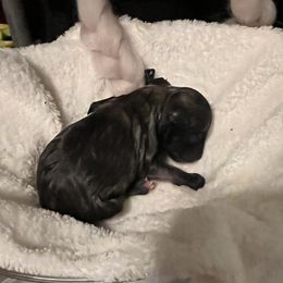 Boy 2 - Black and brindle Pomeranian puppy in Kenosha, Wisconsin from Pike River Pomeranians
